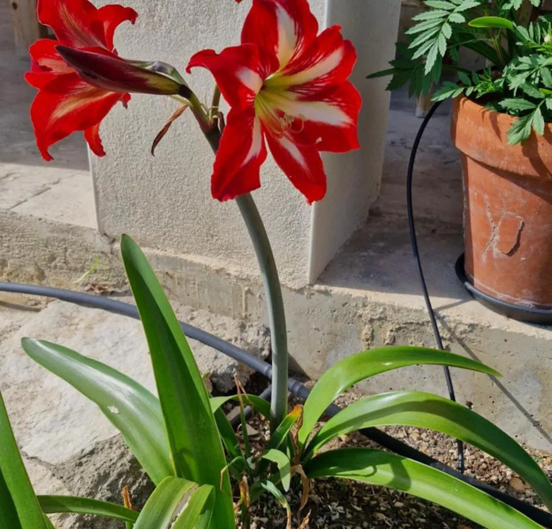 Pensjonat Hotel Le Jardin Des Oliviers Apt