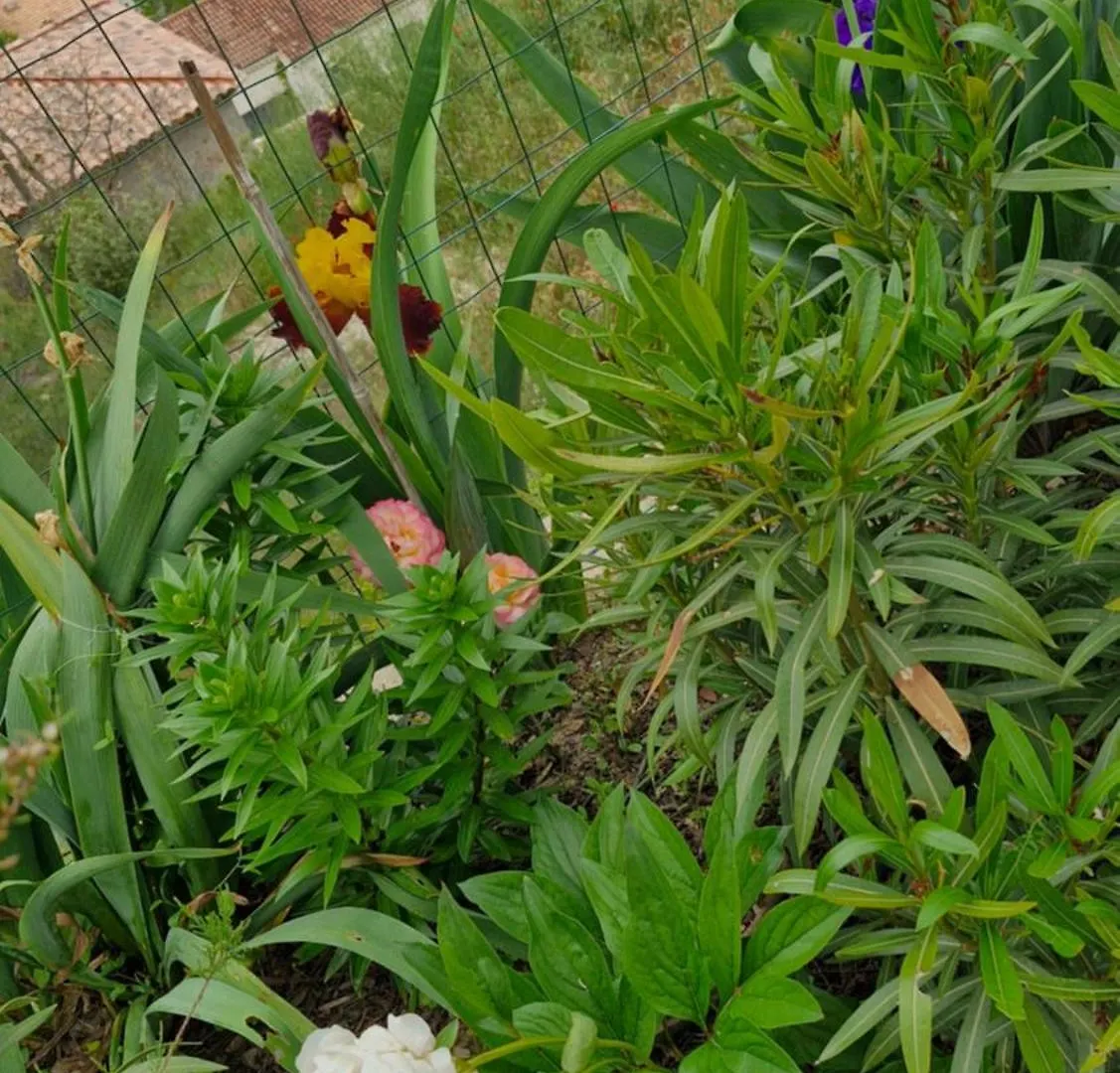 Pensjonat Hotel Le Jardin Des Oliviers Apt