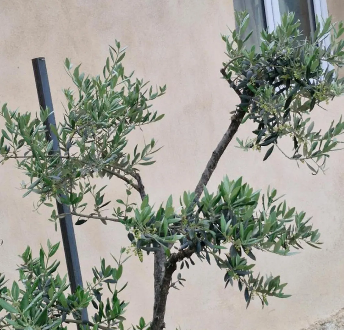 Pensjonat Hotel Le Jardin Des Oliviers Apt Francja